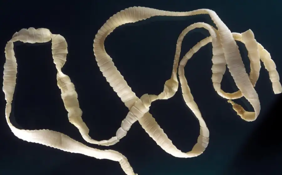 Биологи выявили заболевания среди людей, вызванные небольшим европейским ленточным червем
