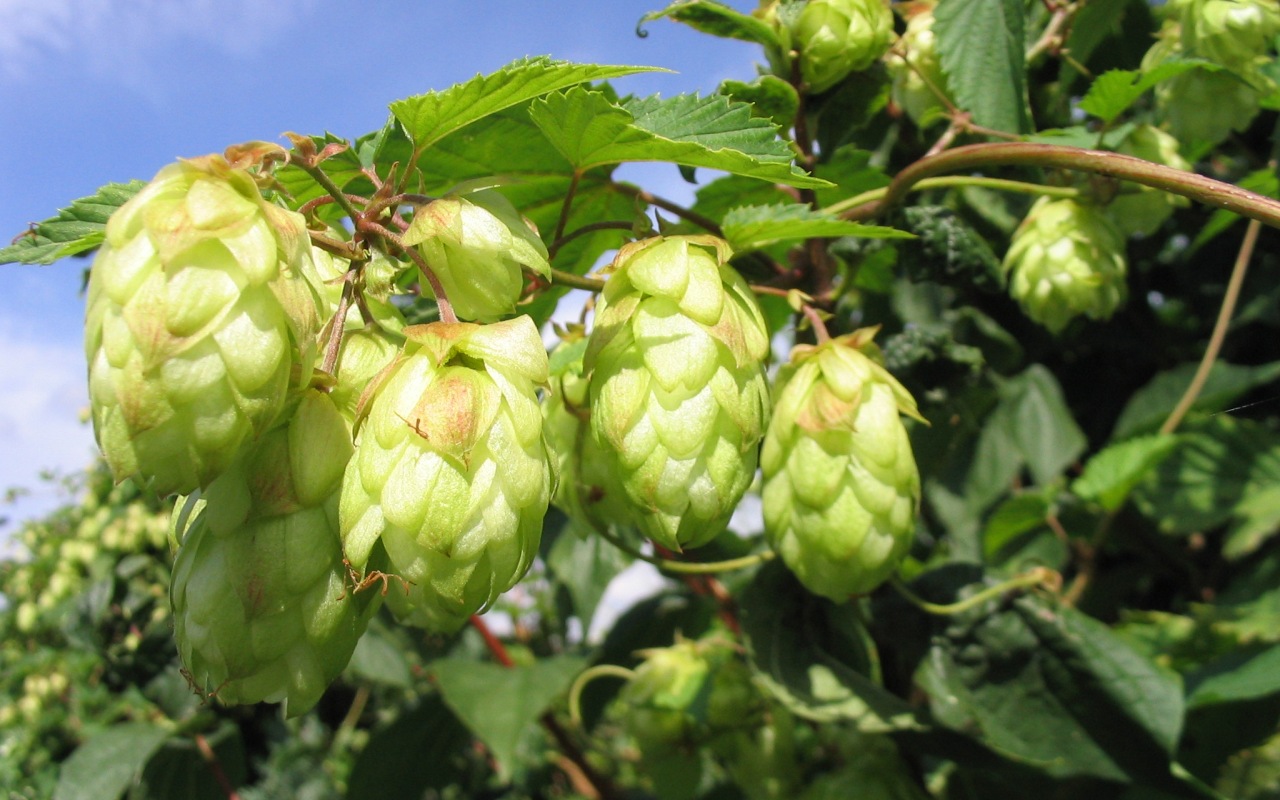 ACS: пиво из растущего на юге Германии хмеля снижает риск болезни Альцгеймера