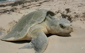 Fundacion Tortuguias: редкий вид черепах вымирает из-за сексуальных заблуждений людей