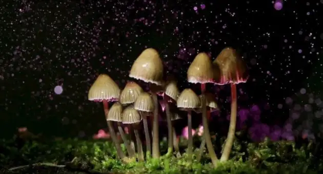 Ученые сообщили, что грибы избавляют от депрессии