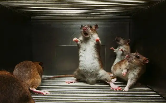 На примере мышей ученые исследовали механизмы мозга, отвечающие за эгоизм и альтруизм