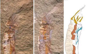 Ученые узнали, как выглядели первые животные, создавшие скелеты 500 миллионов лет назад