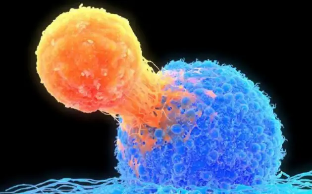 Т-клетки можно возродить для лечения рака