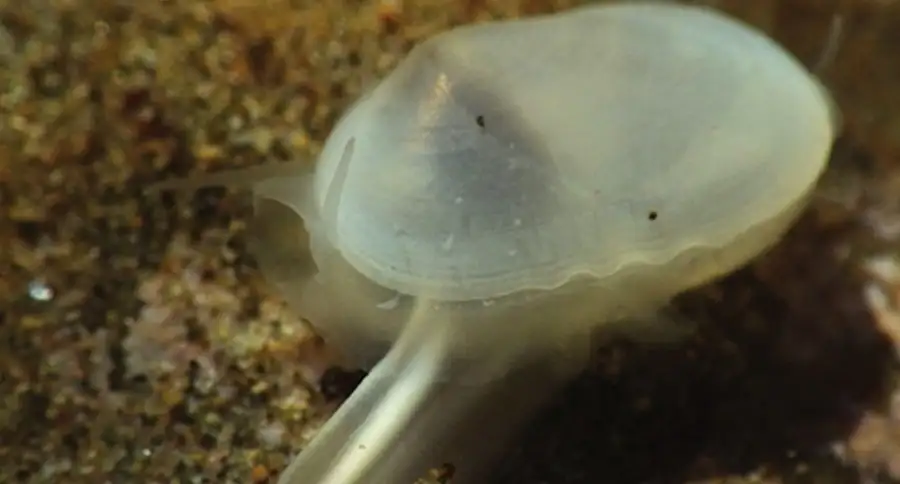 Считавшегося вымершим 40 тысяч лет назад вид моллюска обнаружили живым на пляже
