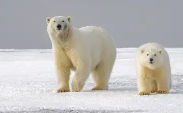 В Якутии могут появиться гибриды белых и бурых медведей