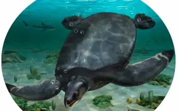 Гигантская 12-футовая черепаха путешествовала по океану 80 миллионов лет назад