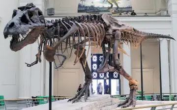 Палеонтологи из Канады предполагают, что на самом деле тираннозавры были крупнее на 70%