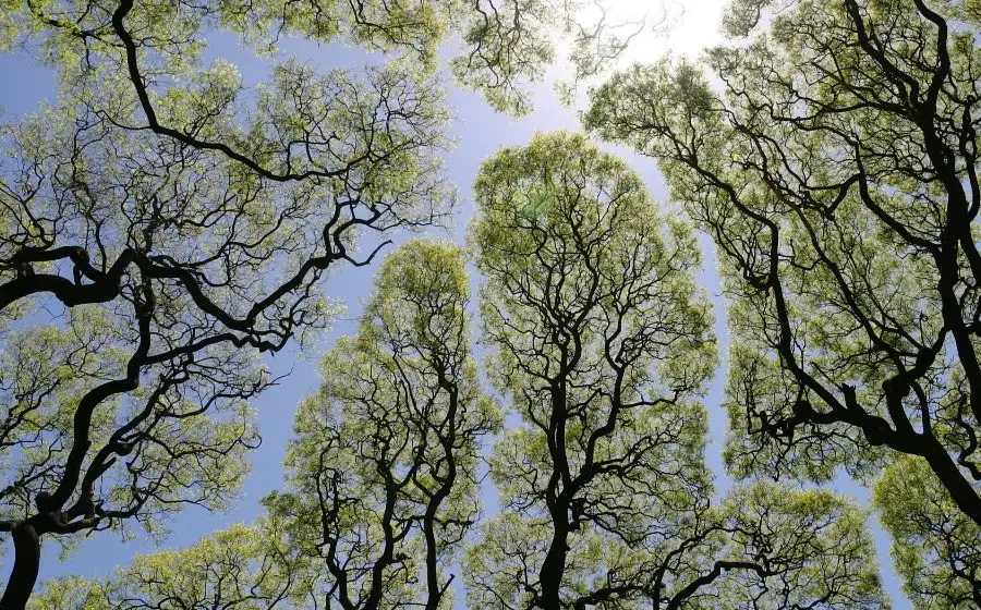 Ученые сообщили, что появление деревьев стало возможной причиной массового вымирания