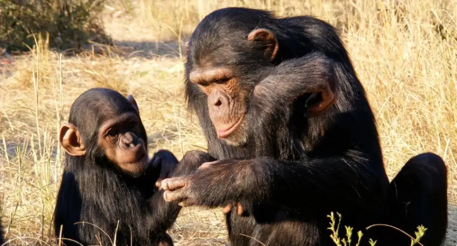 PNAS: приматологи Йоркского университета заметили, что обезьяны способны хвастаться