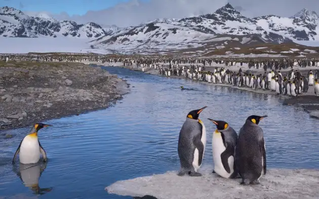 LiveScience: через 100 лет Антарктида может стать приютом для климатических беженцев