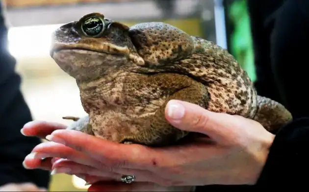 Биологи сняли рентгеновское видео, как гигантская жаба-ага поедает сверчков