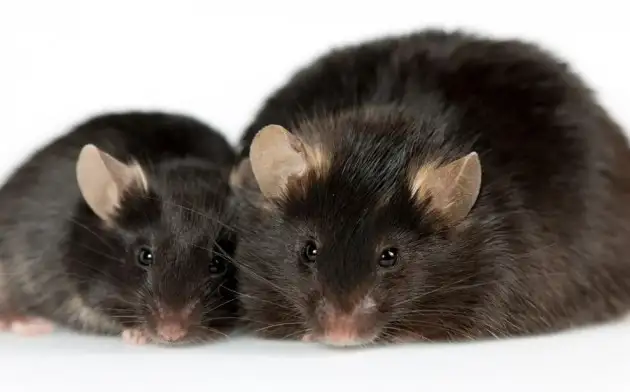 Исследование показало, что ожирение защищает мышей от генитального герпеса