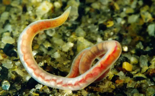Ученые ТГУ рассказали, как черви-трубочники помогают "чистить" водоемы от микропластика