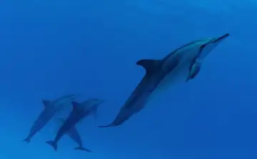 Гавайские дельфины гибнут, заразившись кошачьей токсоплазмой
