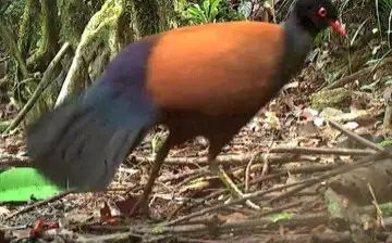 Орнитологи впервые за 140 лет нашли редчайшего фазанового голубя
