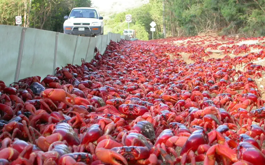 Миграция начинается: миллионы красных крабов пересекают улицы, мосты и дороги острова Рождества
