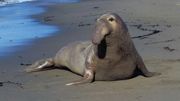 Ученые изучают дно океана с помощью тюленей и морских слонов