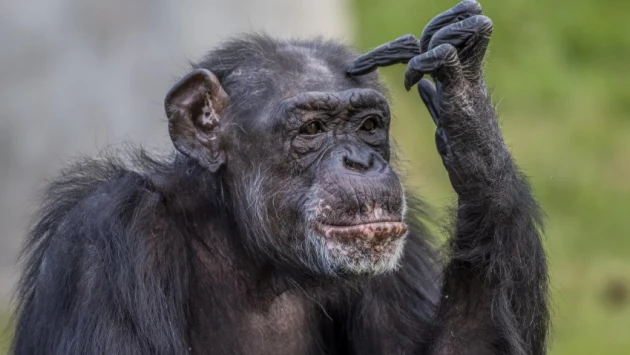 Шимпанзе во время конфликтов, подобно людям, стараются захватить высоту