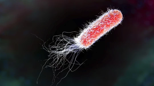 Ученые впервые выявили у бактерий наследственную память