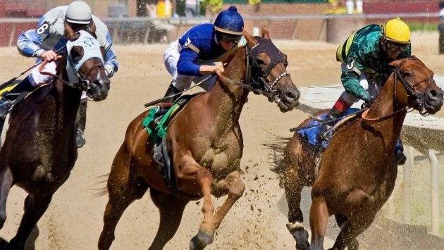 Ученые заявляют, что скаковые лошади не понимают, что участвуют в гонке