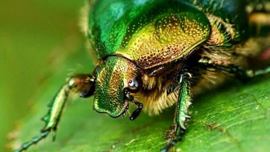 Ученые ТГУ научились выращивать жука-бронзовку с личинками для пищевых добавок