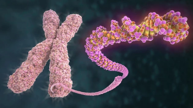 Клеточные биологи из RIKEN раскрыли структурные секреты неактивной Х-хромосомы