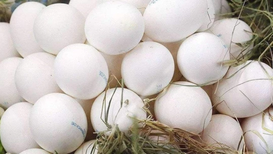 ЕASD: учеными найдена полезная замена куриным яйцам в утреннем рационе
