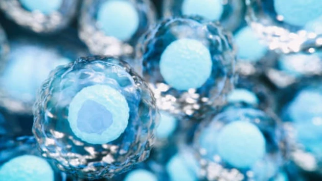 Атлас узловых В-клеточных лимфом выявляет внутриопухолевую гетерогенность