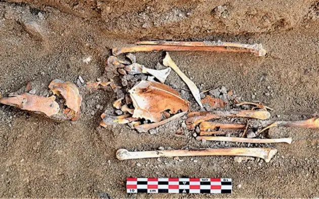 Археологи обнаружили святыню со скелетами птиц при раскопках в Египте