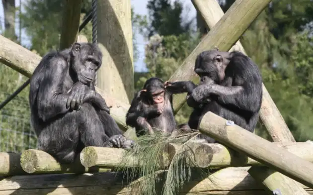 Current Biology: шимпанзе могут случайно синхронизировать шаги друг с другом