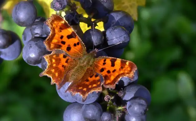 В России создали ловушки для бабочек, вредящих виноградникам