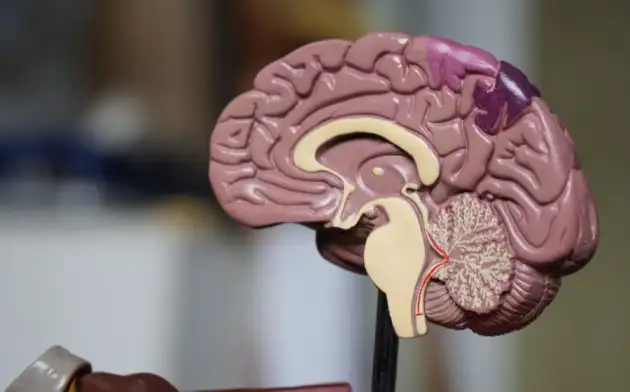 Учёные Миланского университета создали гибкий катетер для малоинвазивных операций на мозге