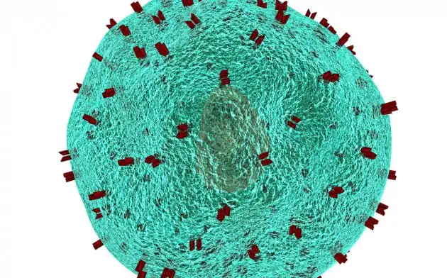 Нацеливание одного типа иммунных клеток на другой замедляет рост рака в доклинических исследованиях