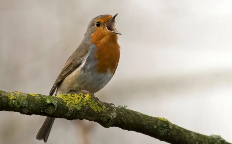 Scientific Reports: пение птиц снижает уровень тревожности