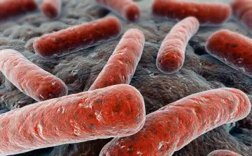 Science: установлено, как возбудитель туберкулеза обманывает иммунитет