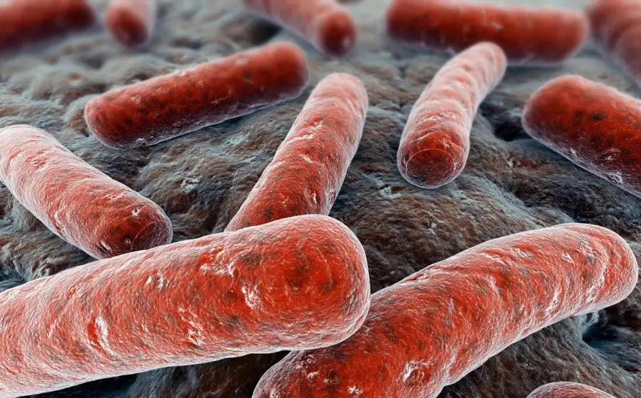 Science: установлено, как возбудитель туберкулеза обманывает иммунитет