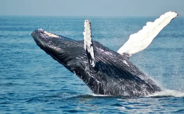 Ecology Letters: синие киты в поисках пищи следуют за ветром
