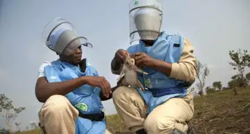 В Танзании начали испытывать крыс для проведения поисково-спасательных работ