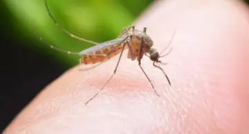 Жирные кислоты на коже являются "магнитом" для комаров