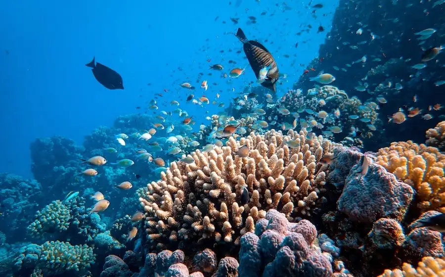 Phys.org: рифы Красного моря способны противостоять глобальному потеплению