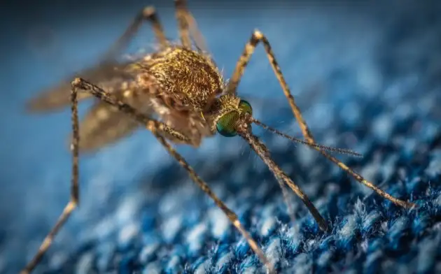 EuroNews: учёные создали генетически модифицированного комара для борьбы с малярией