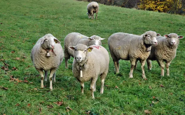 Создано стадо генномодифицированных овец для лечения смертельной детской болезни