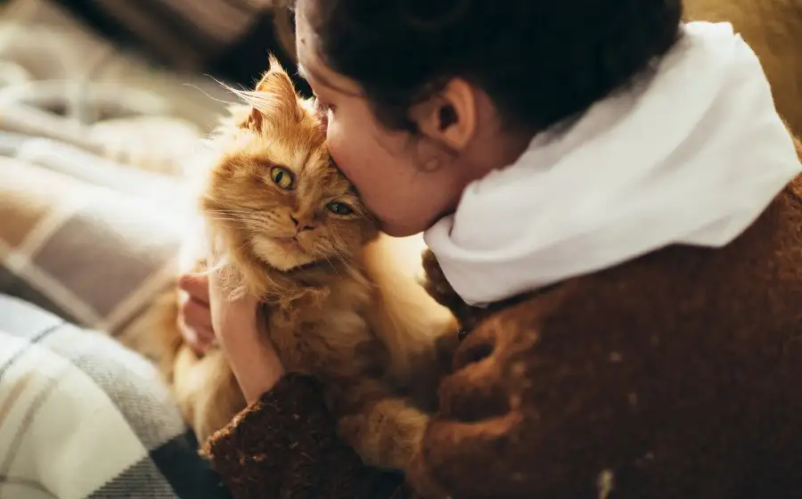 Хозяева кошек могут заразиться от своих питомцев хроническим заболеванием почек