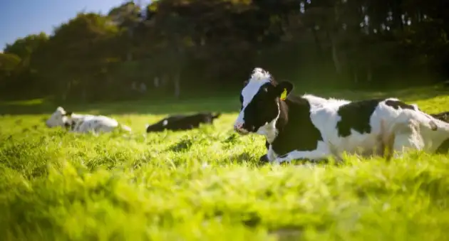 NY Post: учёные снизили уровень выделяемого коровами метана с помощью чайного гриба