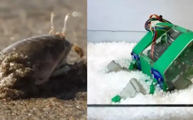 Калифорнийские ученые создали робота-краба, который умеет быстро копать