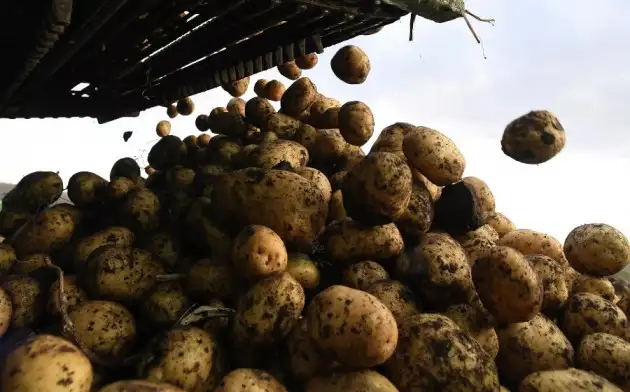 Есть картофель станет безопаснее: учёные создали препарат для защиты картофеля