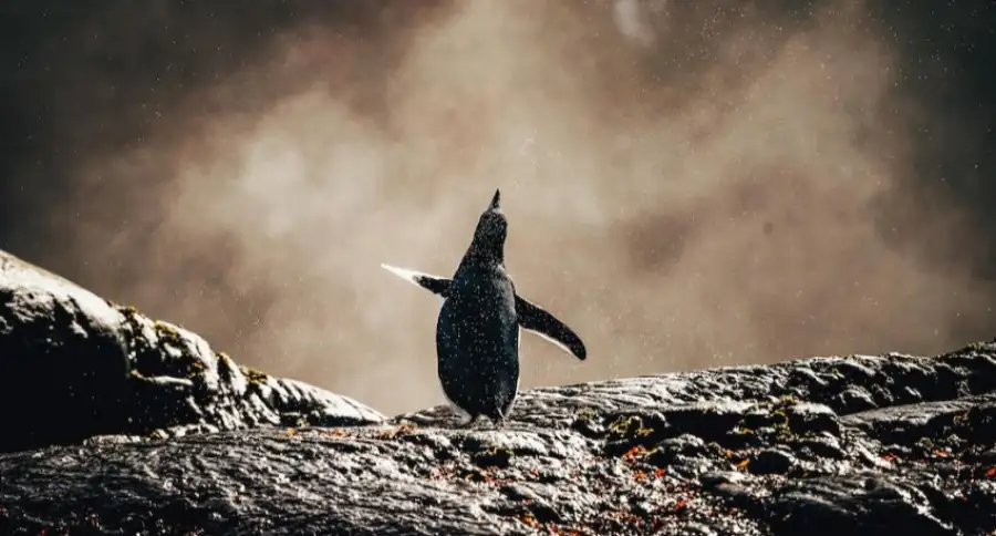 The Guardian: в Восточной Антарктиде из-за изменения климата вымерло 43% пингвинов Адели
