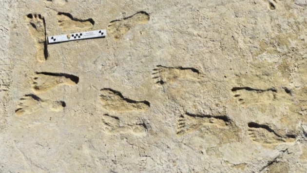 Science: в Северной Америке найдены древнейшие 22000-летние следы человека