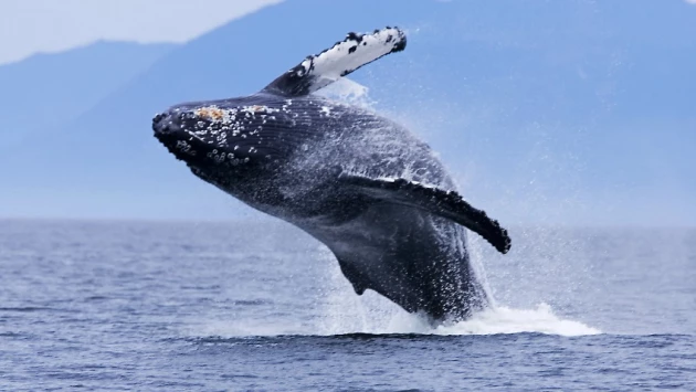 Ученые из США объяснили гибель серых китов в Тихом океане глобальным потеплением