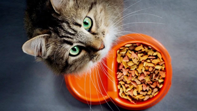 Японские ученые посоветовали есть кошачий корм ради здоровья сердца